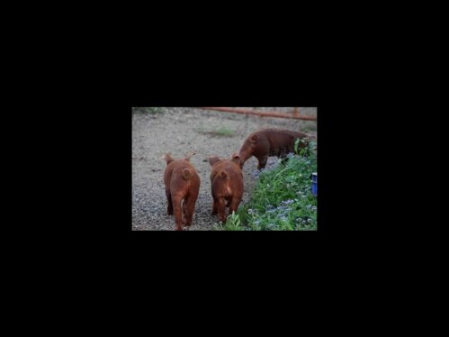 Pure Breed Duroc Pigs For Sale Ocala Sale Buy Sell In Ocala Fl