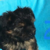 YORKIE YORKIE