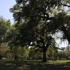 grand live oaks grand live oaks
