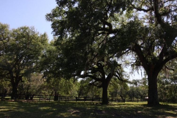 grand live oaks grand live oaks