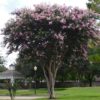 Crepe Myrtle Mature Party Pink Crepe Myrtle Mature Party Pink