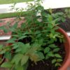 Crepe Myrtle potted Crepe Myrtle potted