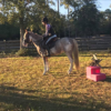 Jensen under saddle Jensen under saddle