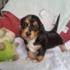 Blackie is beautiful black/silver/tan baby. Blackie is beautiful black/silver/tan baby.