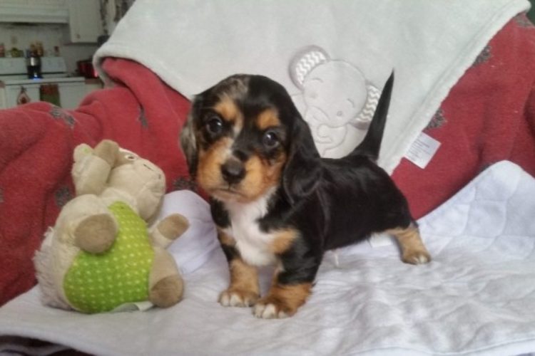 Blackie is beautiful black/silver/tan baby. Blackie is beautiful black/silver/tan baby.