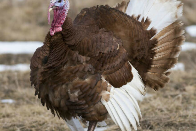 Burbon Red Turkey Burbon Red Turkey