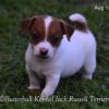DSC_0729 DSC_0729