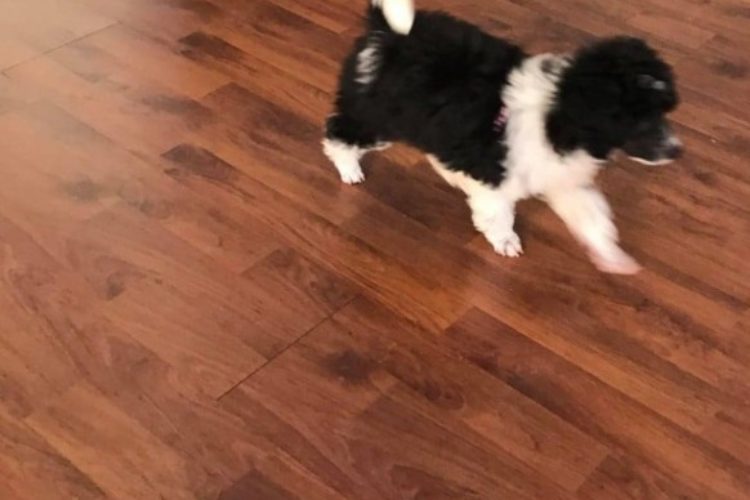 yorkipoo11 yorkipoo11
