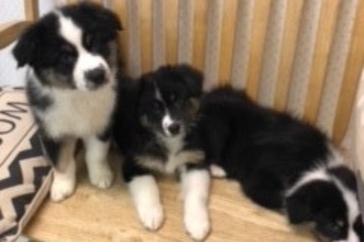 Puppy pic Puppy pic