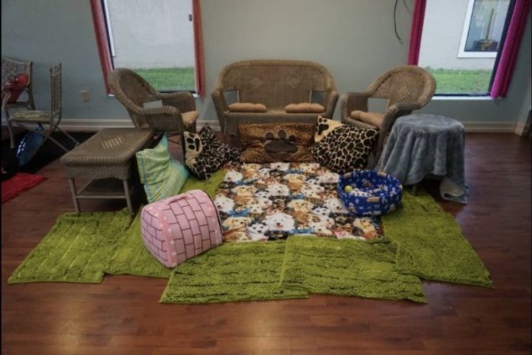 puppy shop Baylee Plaza suite 601 puppy shop Baylee Plaza suite 601