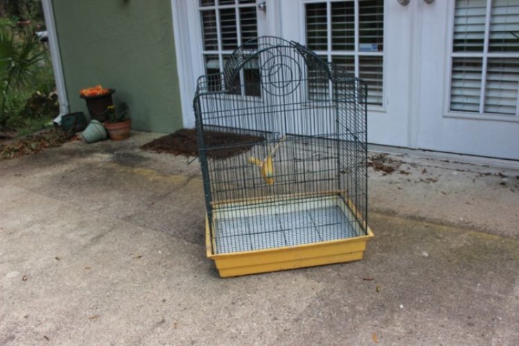 IMG_1067 cage sm IMG_1067 cage sm