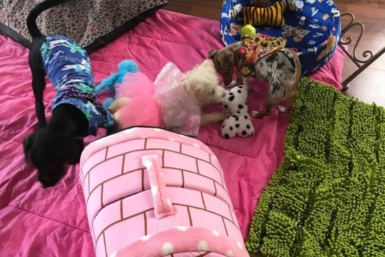puppies4444 puppies4444
