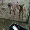 boxer pair boxer pair