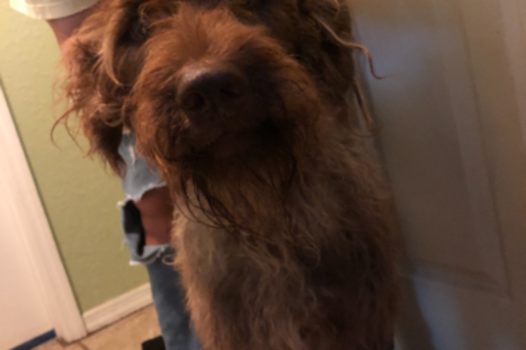 Benji Benji