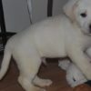 Labrador Retriever Labrador Retriever