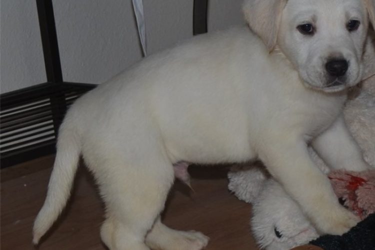 Labrador Retriever Labrador Retriever