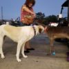 Meeting a deer at Tractor Supply Meeting a deer at Tractor Supply