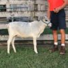 Weaned Miniature Zebu Heifer Weaned Miniature Zebu Heifer