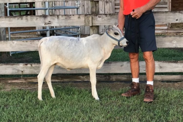 Weaned Miniature Zebu Heifer Weaned Miniature Zebu Heifer