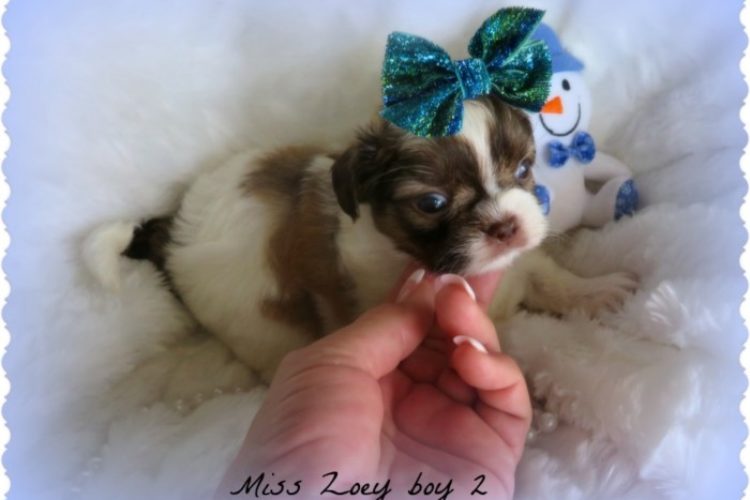 IMG_2764 IMG_2764