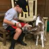 Bottle feeding Miniature Zebu Calf Bottle feeding Miniature Zebu Calf