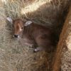 Miniature Zebu Bull Calf Miniature Zebu Bull Calf