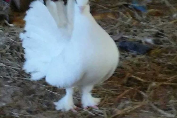 pigeon white pigeon white