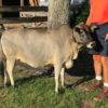 Miniature Zebu Cow Miniature Zebu Cow