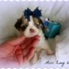 IMG_2738 IMG_2738