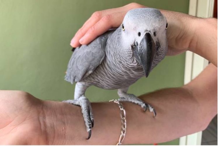 text grey text grey