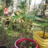 DSCN2653 DSCN2653