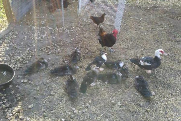 ducks ducks