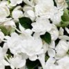 Gardenia3 Gardenia3