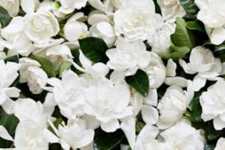 Gardenia3 Gardenia3