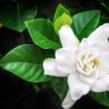 Gardenia1 Gardenia1
