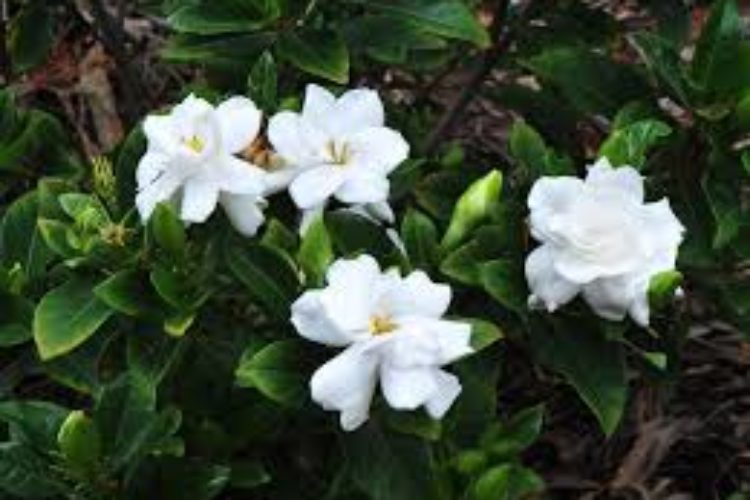Gardenia5 Gardenia5