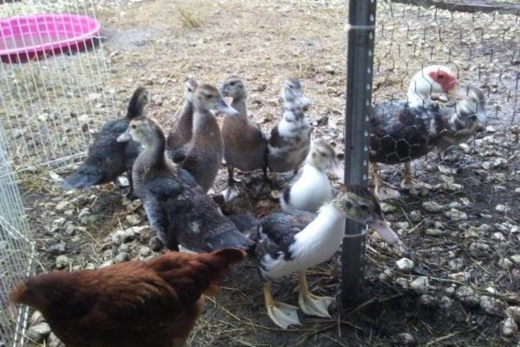duck3 duck3