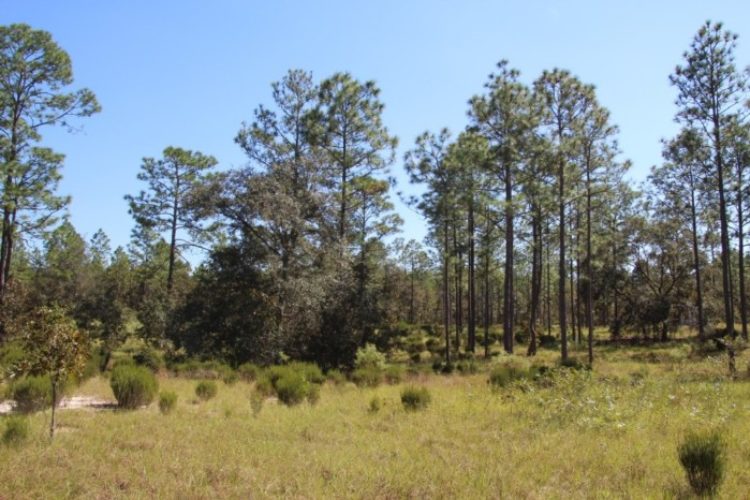 Looking W into wooded area Looking W into wooded area