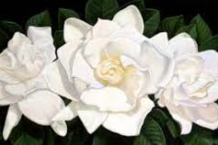 Gardenia4 Gardenia4