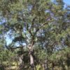 Beautiful oak Beautiful oak