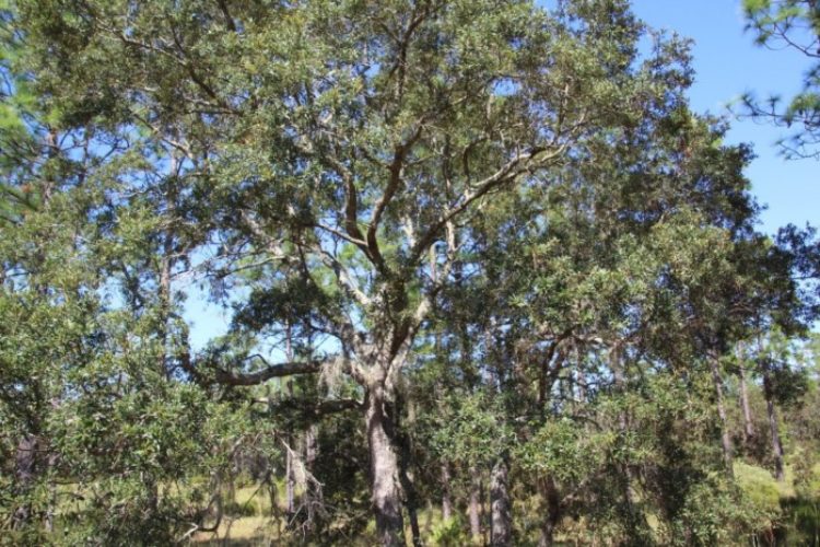 Beautiful oak Beautiful oak