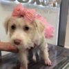 maltese maltese