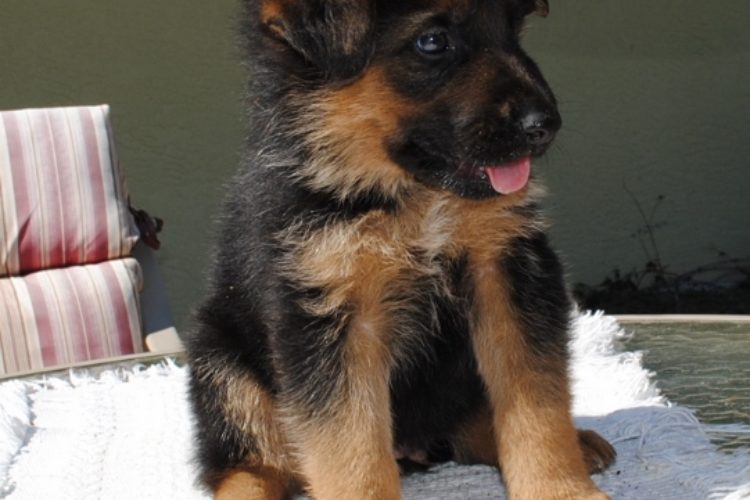 Grayson (541x640) Grayson (541x640)