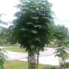 Momma Moringa Pic 1 Momma Moringa Pic 1