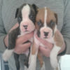 Puppy2 Puppy2