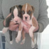 Puppy4 Puppy4