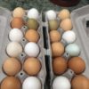 image1 image1