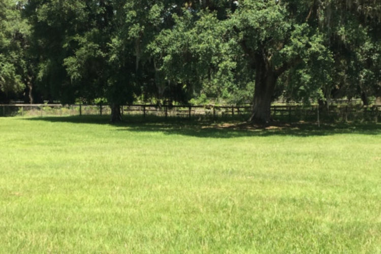 IMG_4734 PASTURE IMG_4734 PASTURE