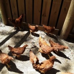 Chickens Roosters For Sale Ocala Fl Ocala4sale