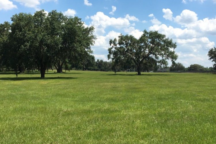 IMG_4735 PASTURE IMG_4735 PASTURE